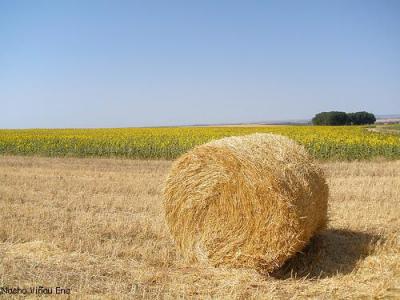 EN MEDIO DEL CAMPO